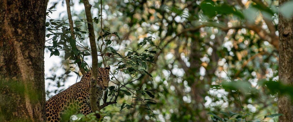 A leopard in a dense forest with trees and foliage.