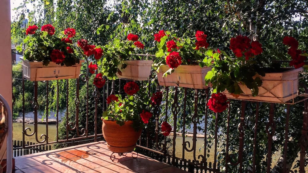 A balcony with potted red geraniums and a large potted plant.