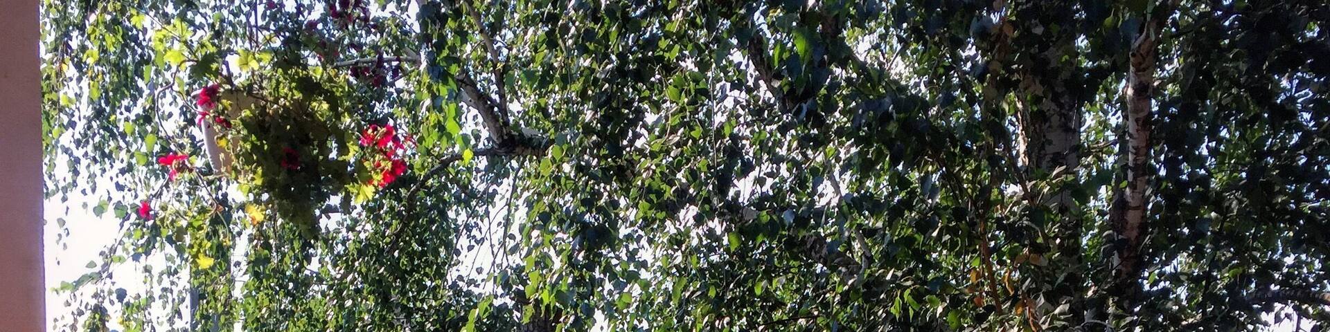 My yard #inlove #flowers #Serbia