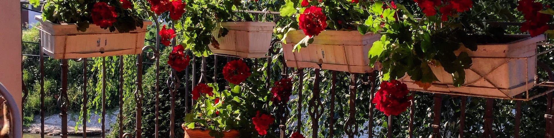 My yard #inlove #flowers #Serbia