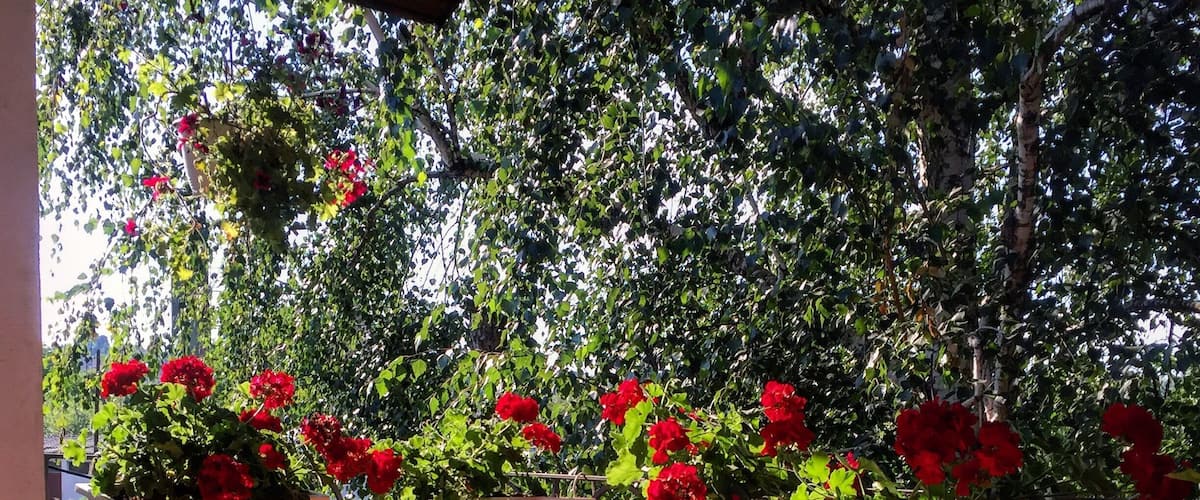 A balcony with potted red geraniums and a large potted plant.