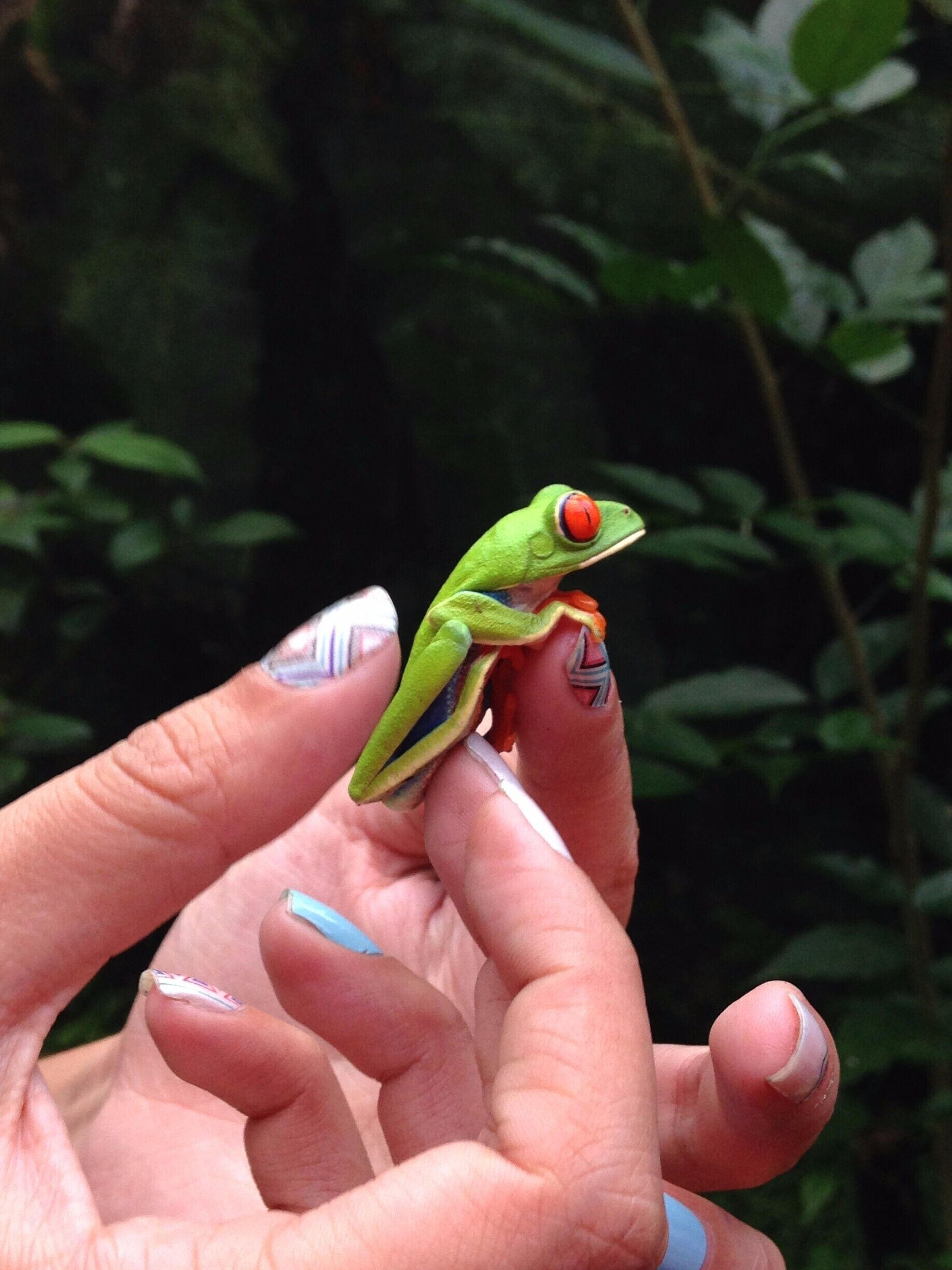 A green frog with red eyes perched on a human finger.