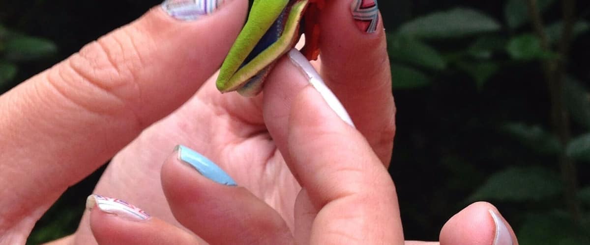 A green frog with red eyes perched on a human finger.