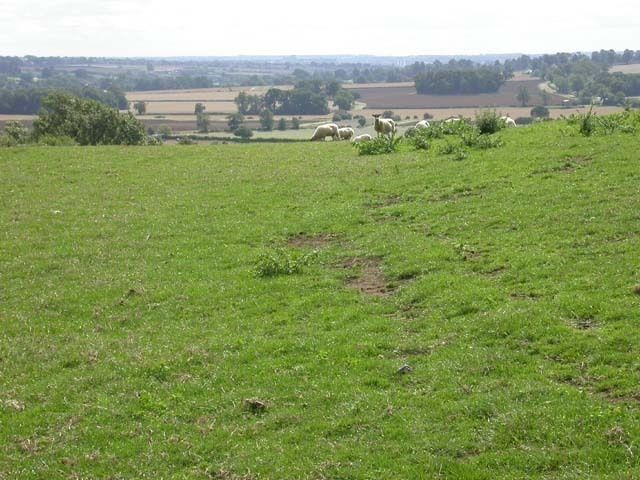 View from Footpath. The sheep are grazing at the top of a long incline down to a brook.