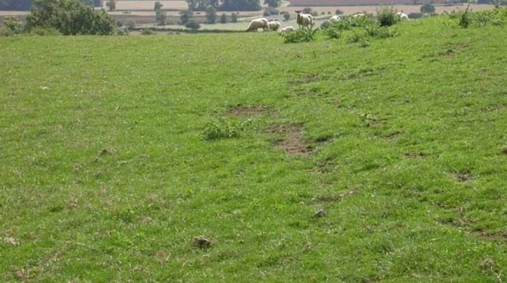 View from Footpath. The sheep are grazing at the top of a long incline down to a brook.