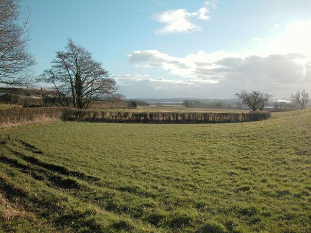 A grassy field with a stone wall and leafless trees.