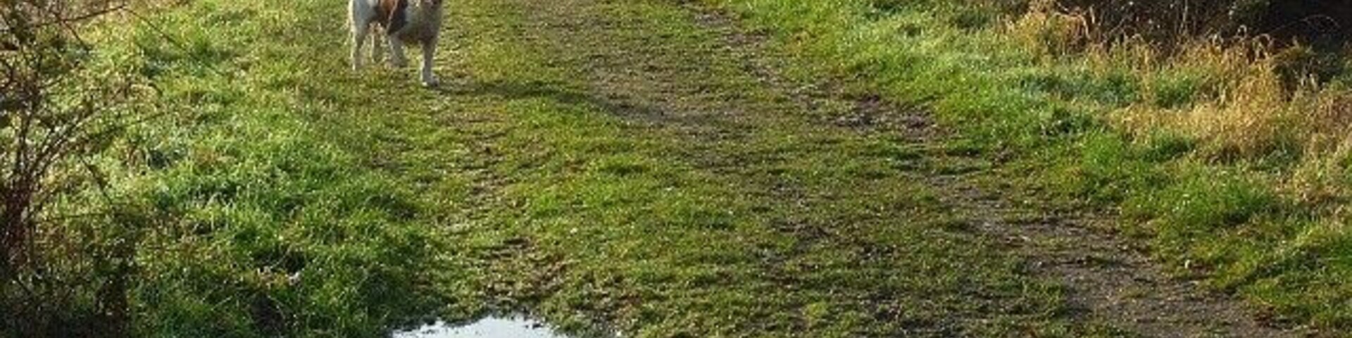 Uma trilha lamacenta com poças, um cão e uma pessoa ao longe.
