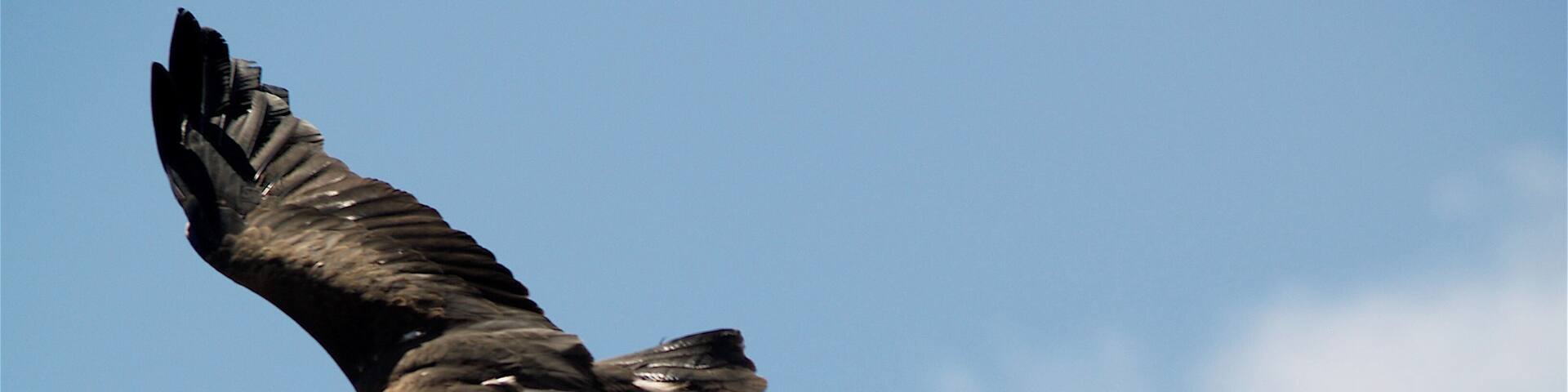 Hegoak ebaki banizkion...