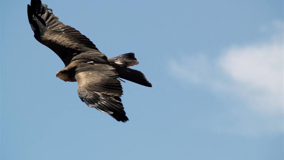 Hegoak ebaki banizkion...