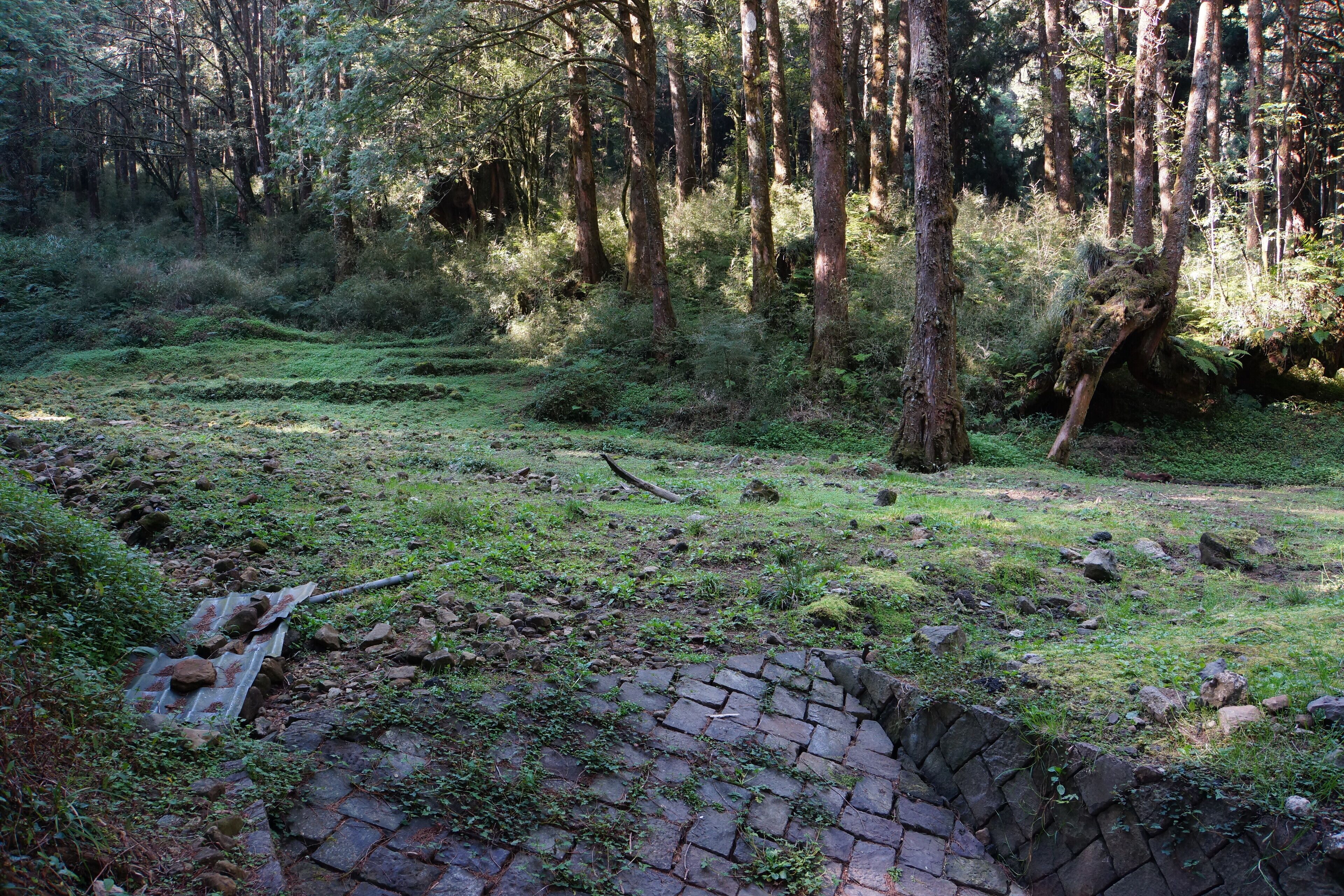 Alishan Forest Recreation Area 阿里山森林遊樂區