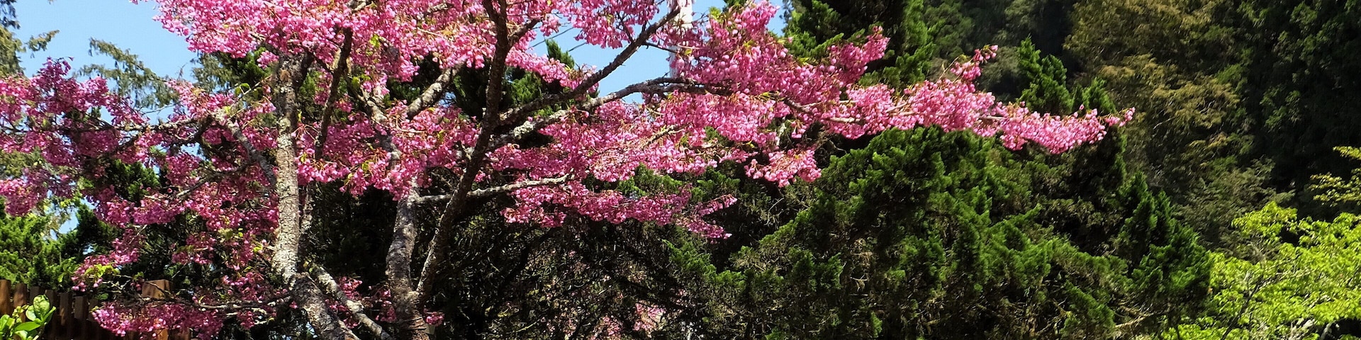 阿里山森林遊樂區 Alishan Forest Recreation Park