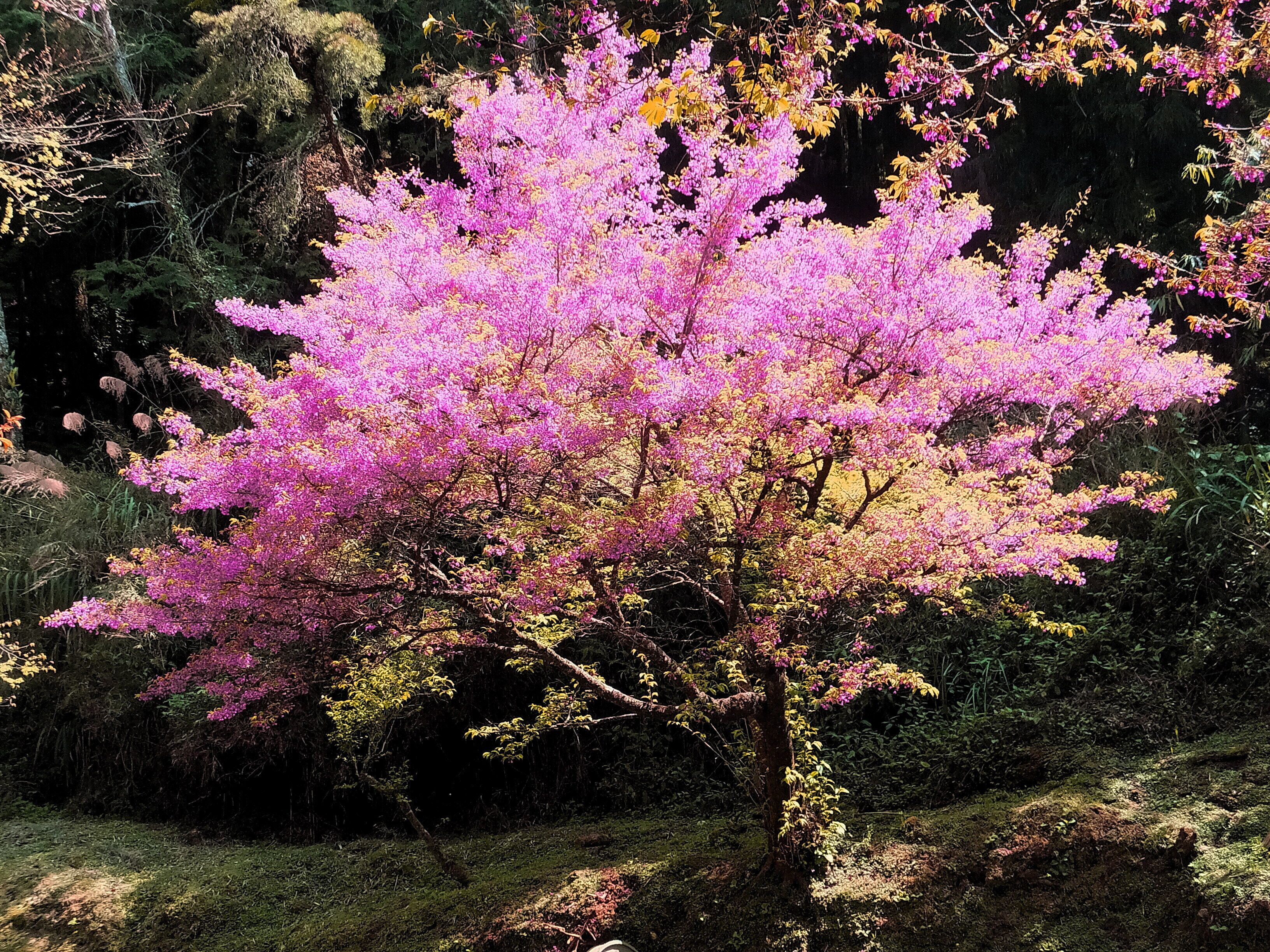 A tree with pink blossoms surrounded by greenery.