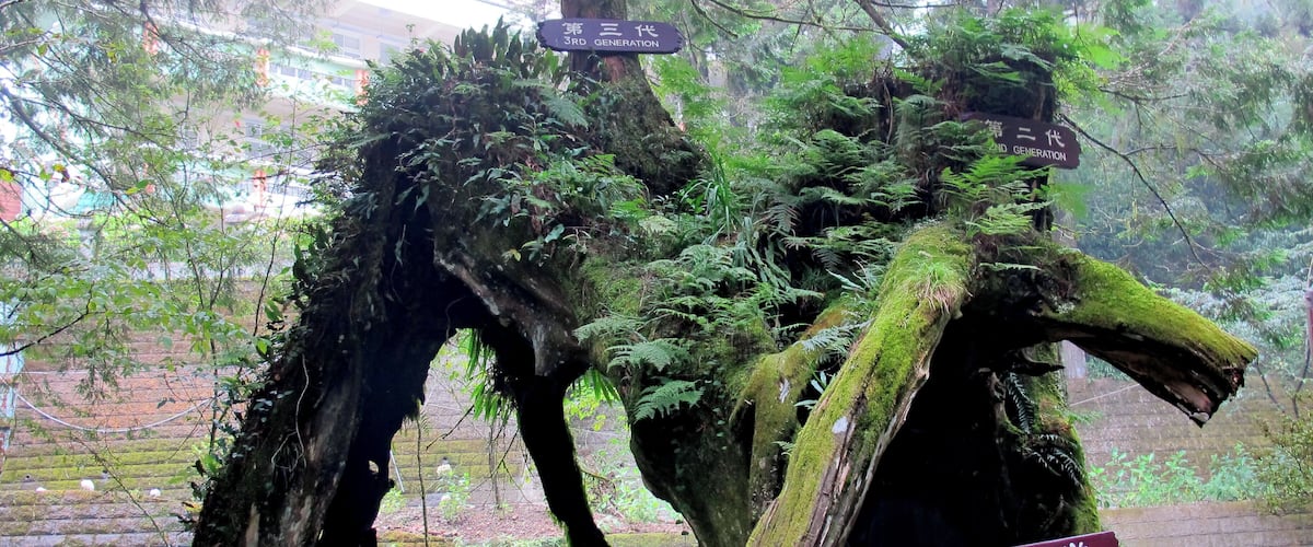 台湾 阿里山 三代木