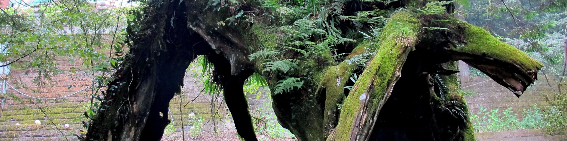 台湾 阿里山 三代木