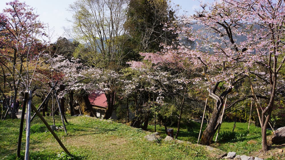 A park with cherry blossom trees, a grassy area, and a building in the background.
