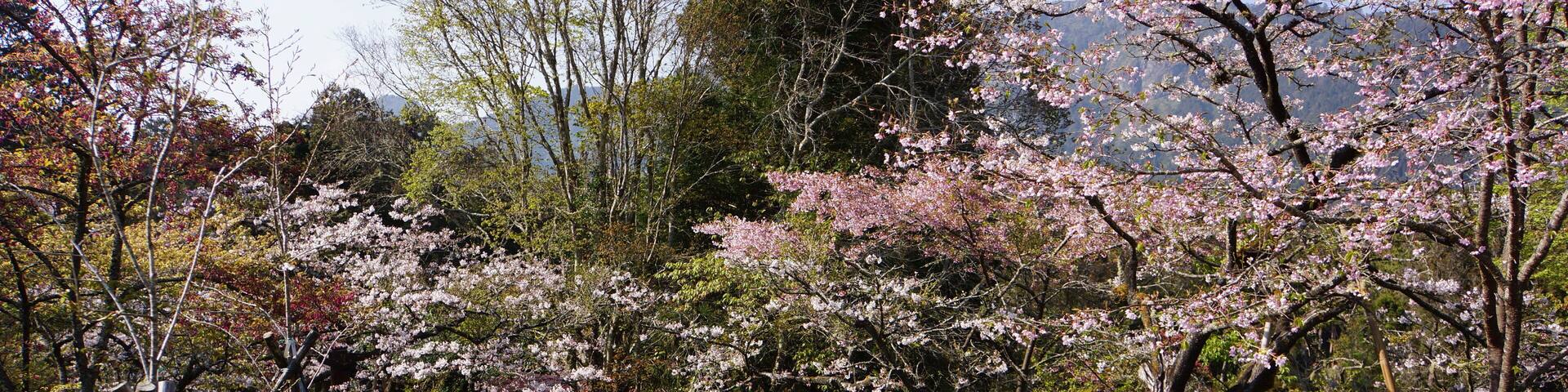 Alishan Forest Recreation Area 阿里山森林遊樂區