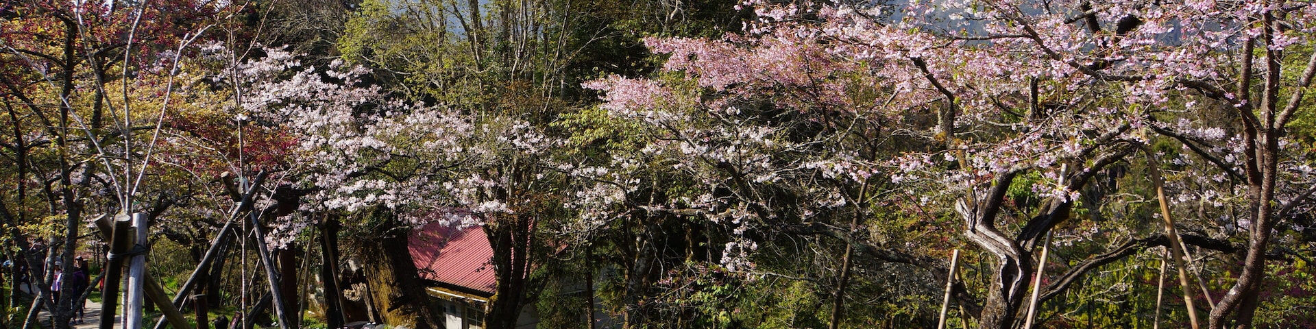 Alishan Forest Recreation Area 阿里山森林遊樂區