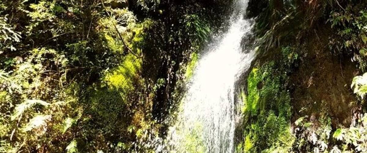 A waterfall in a forested area with clear water and surrounding greenery.