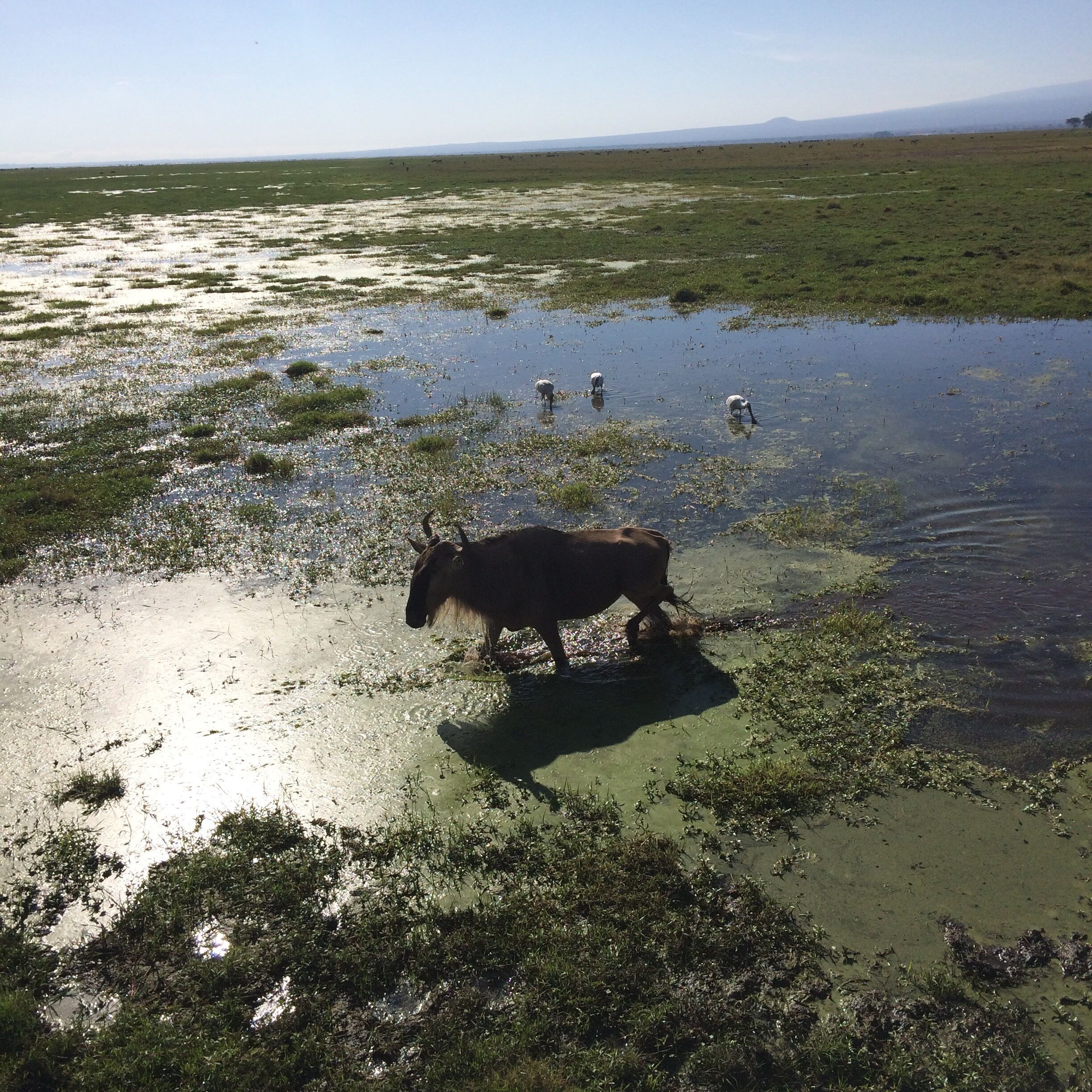 A landscape with a waterlogged field and a cow standing in the foreground.