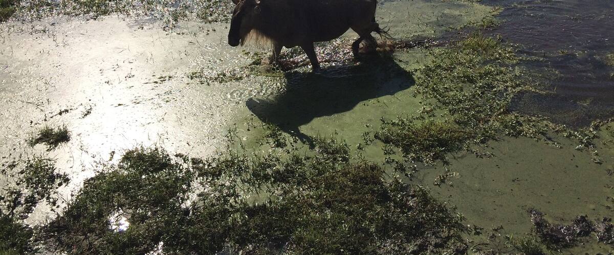 A landscape with a waterlogged field and a cow standing in the foreground.