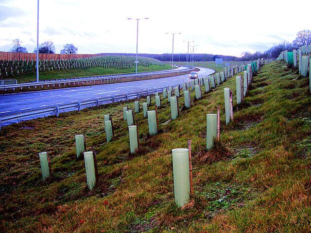 Leybourne and West Malling by-pass. Not yet shown on the OS maps, this road provides welcome access to the Kings Hill development from the M20 motorway, junction 5. Every green tube in the photo contains a sapling tree or bush. I'm glad I didn't have the job of planting them... Incidentally - I think this picture 32923 was taken from just about the same spot as my photograph.