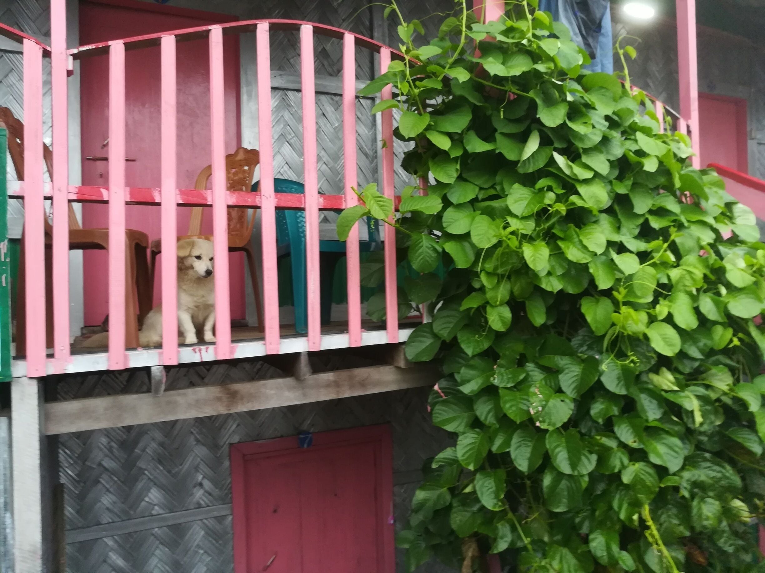 Cute dog at the resort.