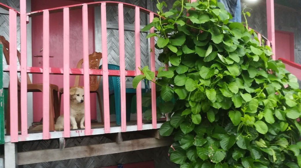 Cute dog at the resort.