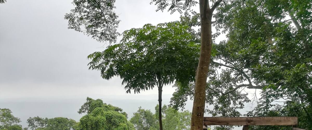 A wooden bench on a rock, surrounded by lush greenery and a cloudy sky.