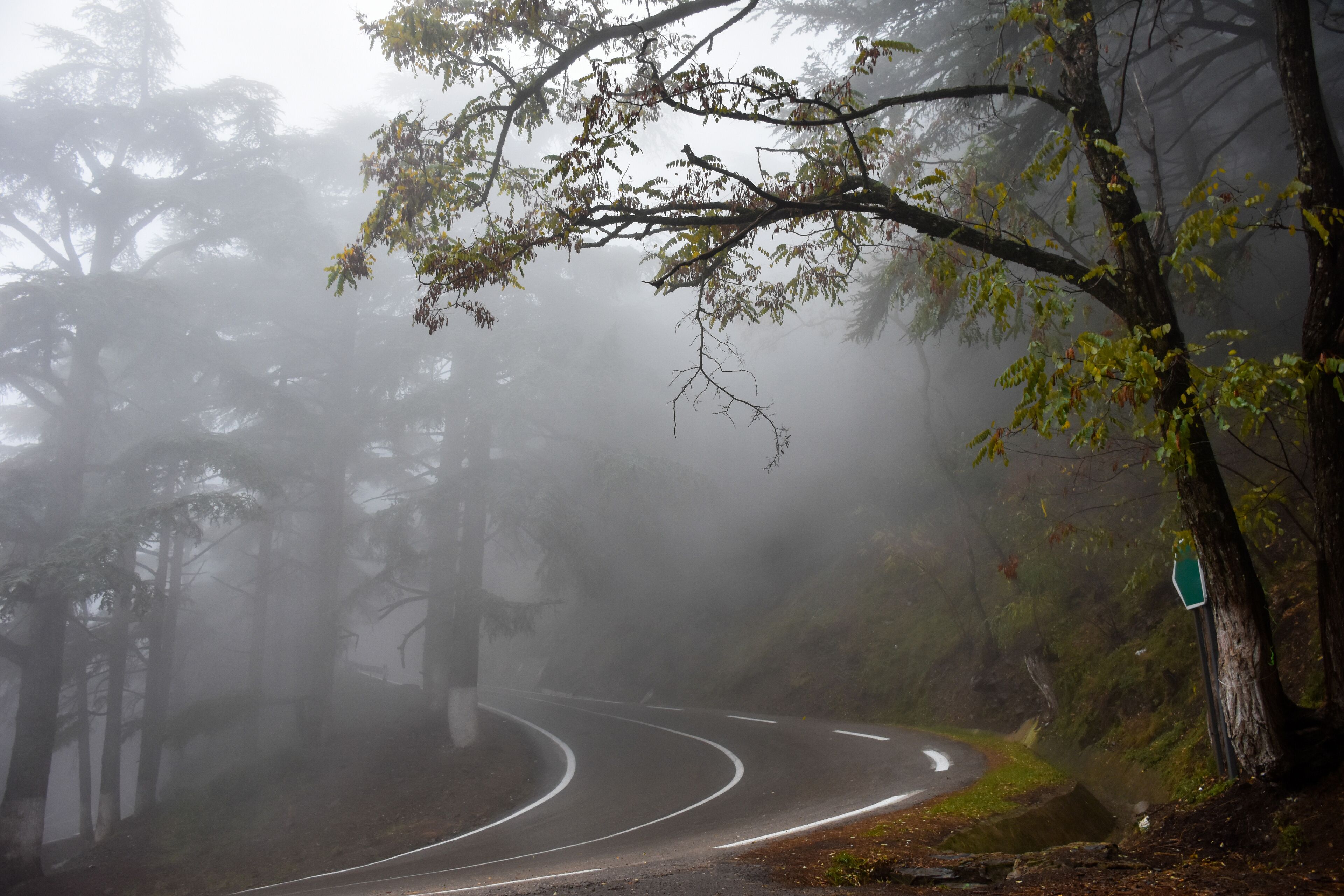 Empty road amidst trees in a forest during foggy weather in Chrea town, Blida, Algeria.