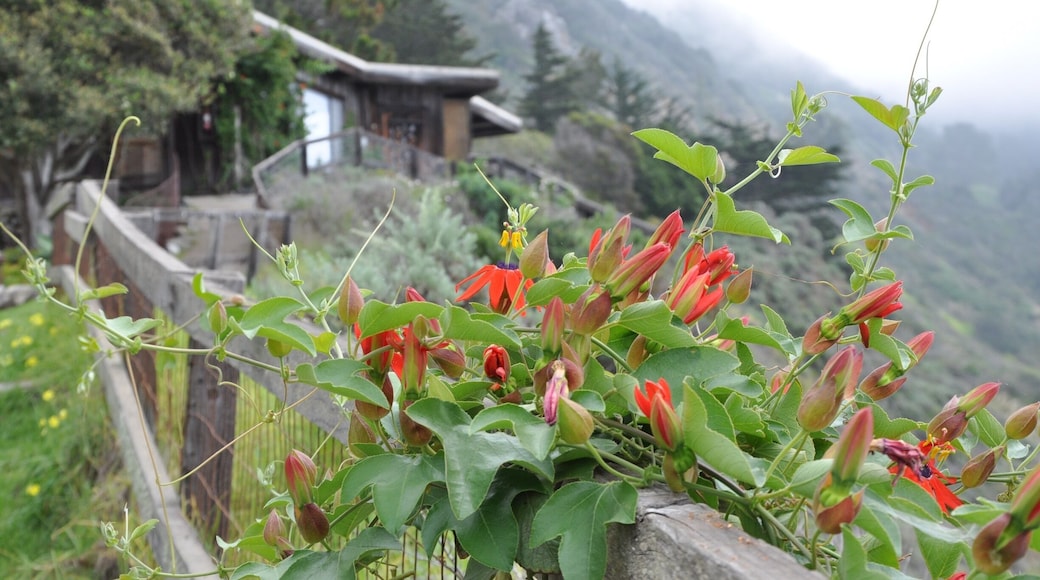 Passion flowers wound in and around this wooden fence along the cliff. Over the edge, you can look down at the hot springs bath.
From their history: 'Founded in 1962 by Michael Murphy and Dick Price, Esalen is the birthplace of the human potential movement. Where Freud gave us a portrait of the human condition based on pathology, Murphy and Price were inspired early on by Abraham Maslow’s psychology of higher health and peak experiences.'
Well, I'm always inspired when I visit...