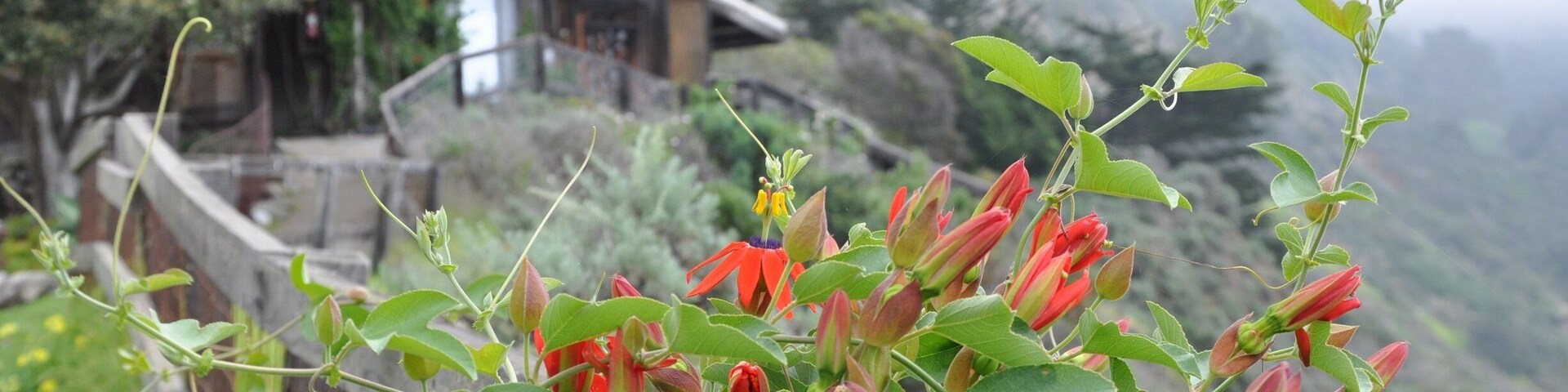 Passion flowers wound in and around this wooden fence along the cliff. Over the edge, you can look down at the hot springs bath.
From their history: 'Founded in 1962 by Michael Murphy and Dick Price, Esalen is the birthplace of the human potential movement. Where Freud gave us a portrait of the human condition based on pathology, Murphy and Price were inspired early on by Abraham Maslow’s psychology of higher health and peak experiences.'
Well, I'm always inspired when I visit...