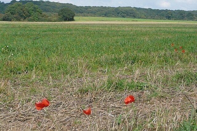 Arable land at River Barn Farm From a minor road in the south of the square, looking north. The copse in the centre of the square can be seen at the left of the picture, with Wynall's Copse in the background. The flat land just north of the River Pang is arable.