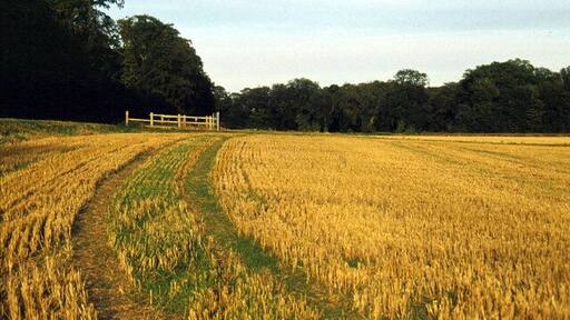 Field north of Bottisham Looking along the footpath leading north from Bottisham to the Swaffham Bulbeck road.