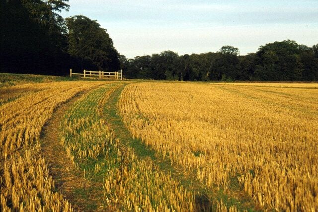 A golden wheat field with a dirt path and a wooden fence in the distance.