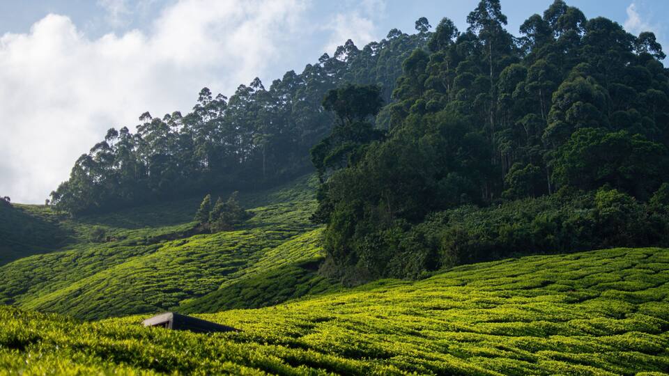 A lush green tea plantation with terraced hills and dense forest in the background.