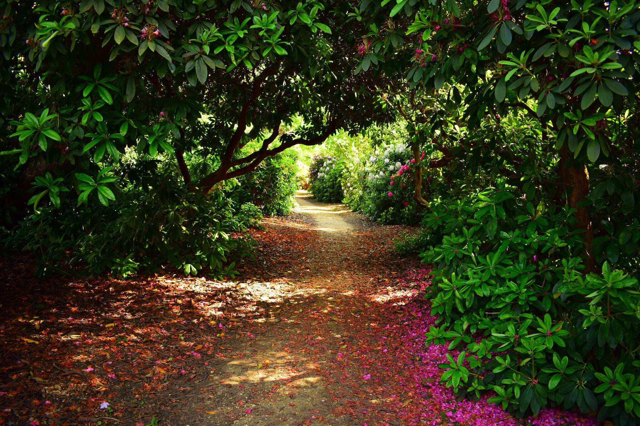 500px provided description: The Temple Gardens [#park ,#trees ,#flowers ,#spring ,#flower ,#tree ,#path ,#bush ,#garden ,#blossom]
