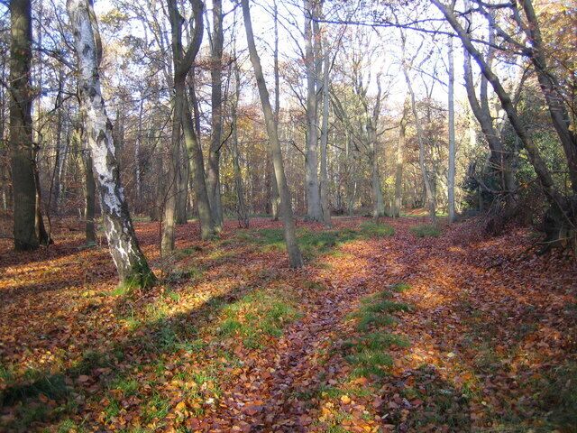 Wexham Street: Rowley Wood An area of ancient deciduous woodland.