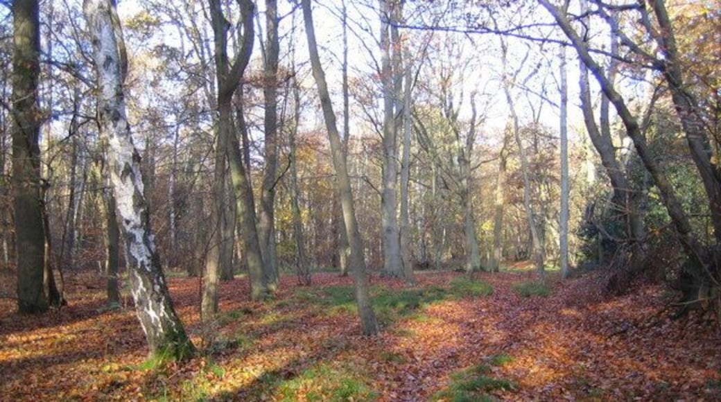 Wexham Street: Rowley Wood An area of ancient deciduous woodland.