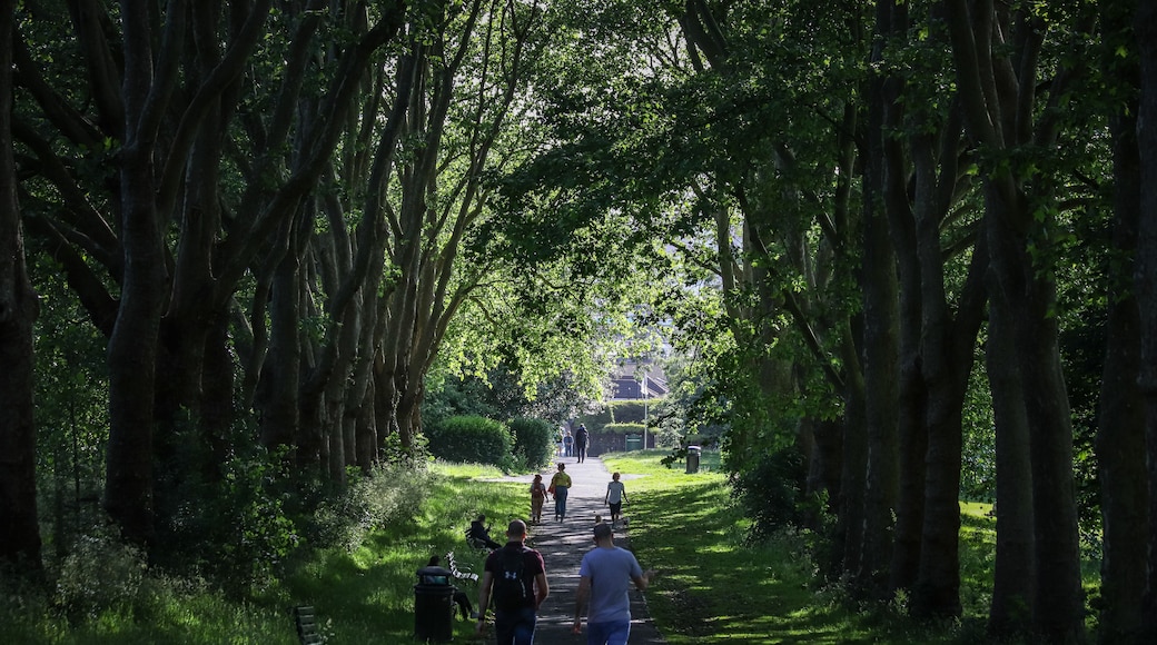 A tree-lined pathway with people walking and sitting.
