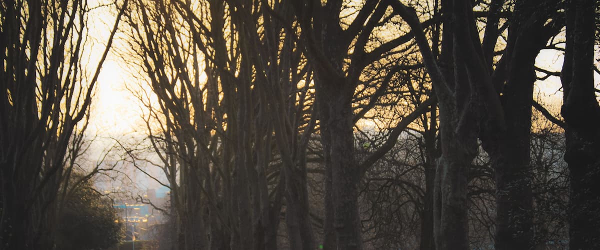 A tree-lined pathway in a park with sunlight filtering through the branches.