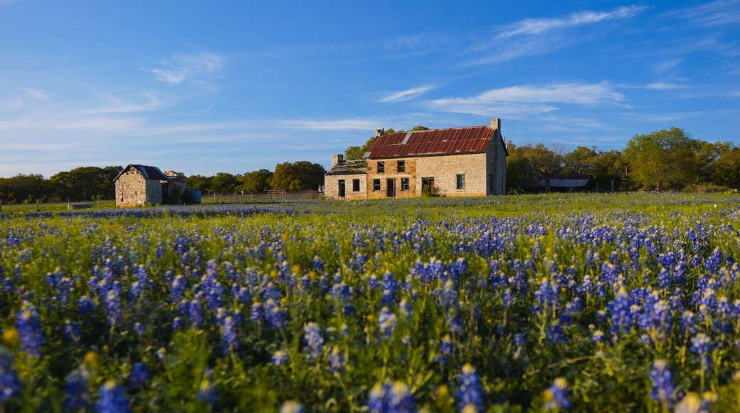 Abandoned farm house in a field of bluebonnets, Texas