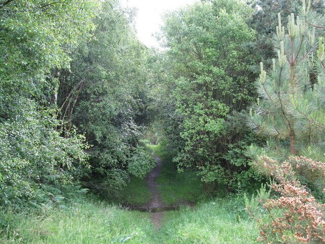 Footpath through Bramshill Plantation The public footpath crosses Bramshill Plantation in a zigzag line, this is one of the straight sections.