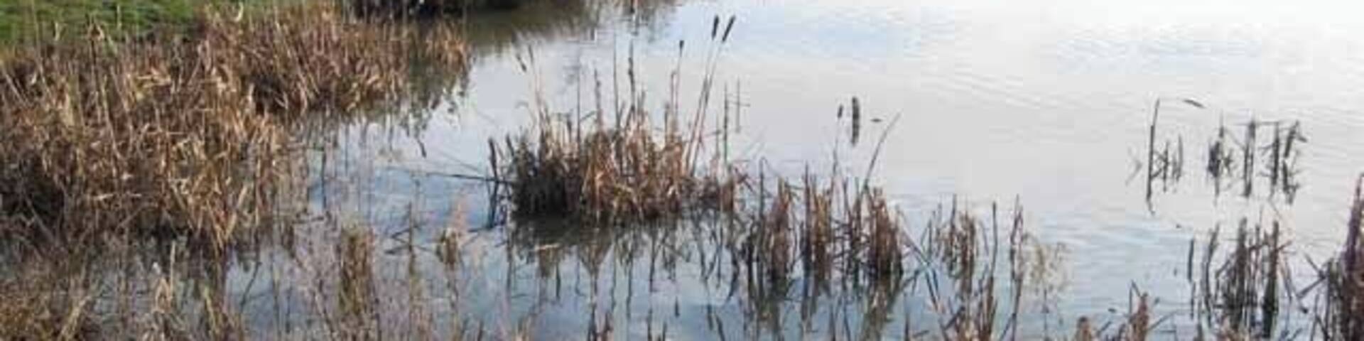 Pond at Hetton Lyons Country Park Hetton Lyons Country Park is an attractive public open space managed by Sunderland City Council. This conservation pond lies towards the southern end of the Park.