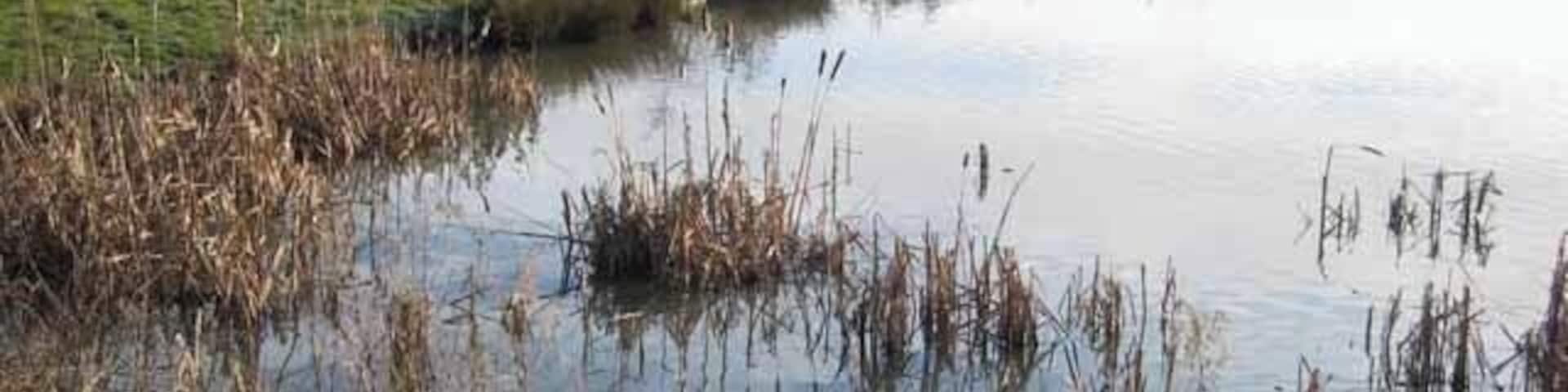Pond at Hetton Lyons Country Park Hetton Lyons Country Park is an attractive public open space managed by Sunderland City Council. This conservation pond lies towards the southern end of the Park.