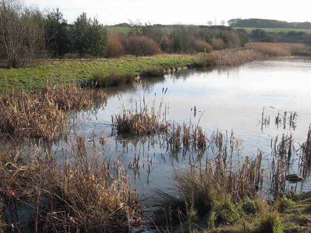 A calm river with reeds and grassy banks.