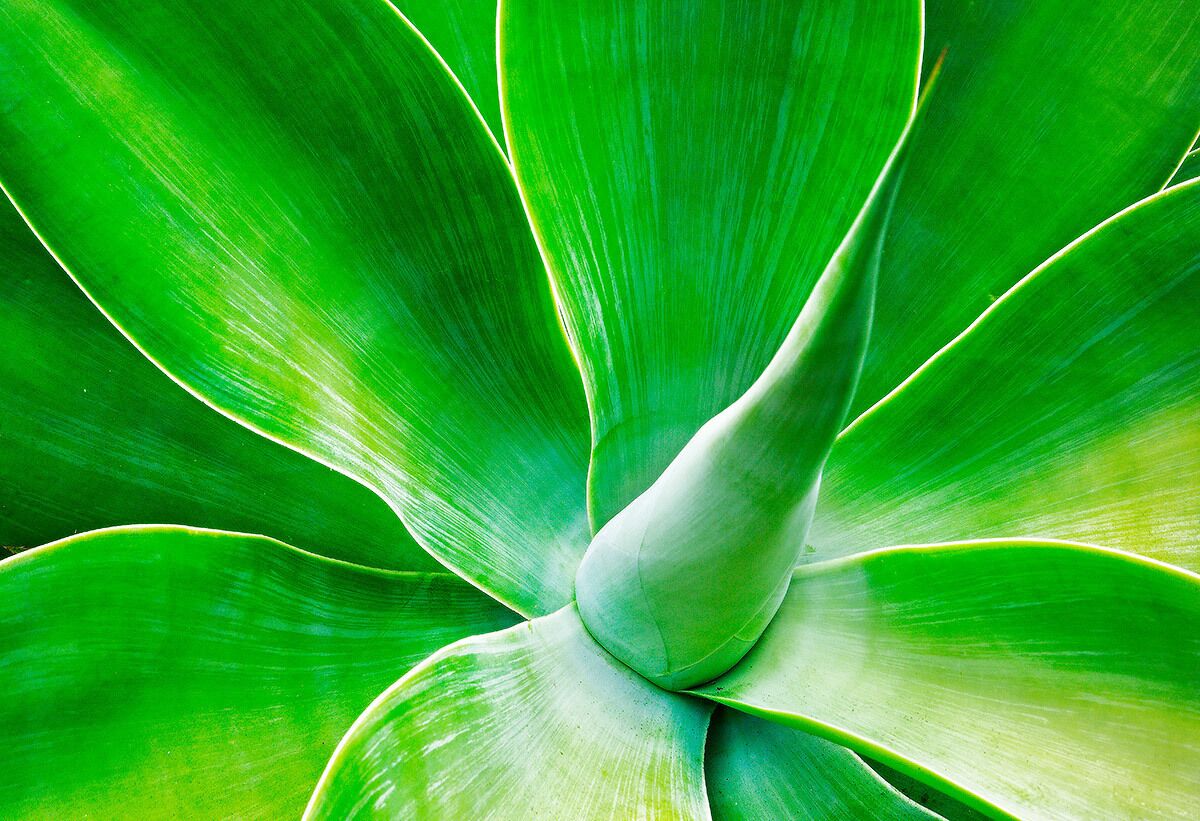 Nepenthe Agave.  Big Sur, California. #patterns