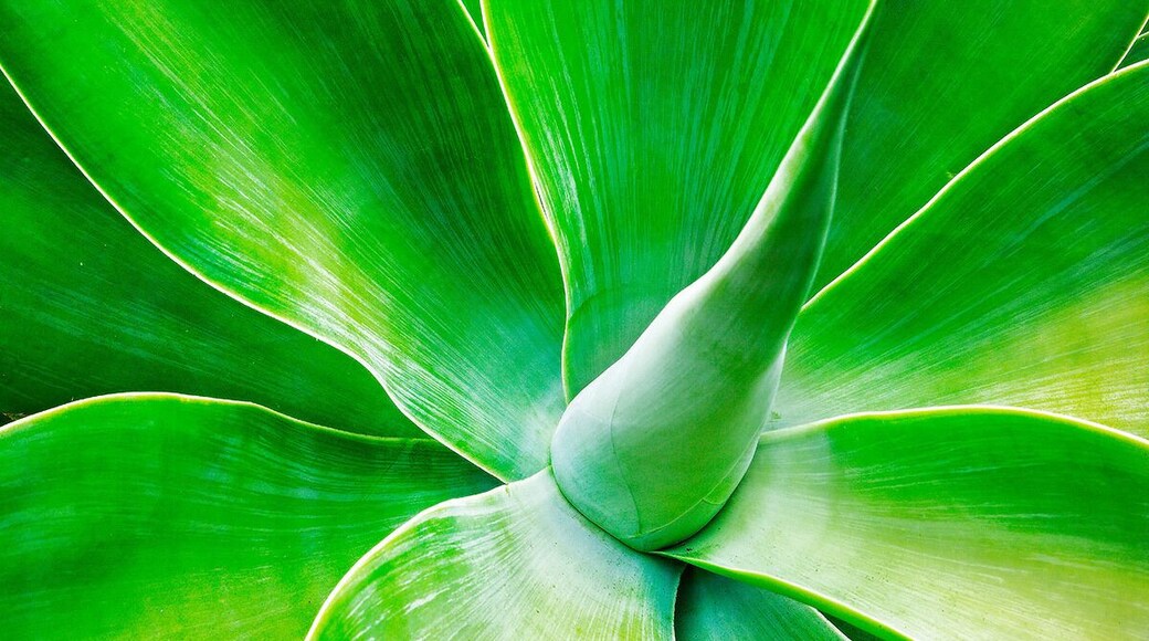 Nepenthe Agave. Big Sur, California. #patterns