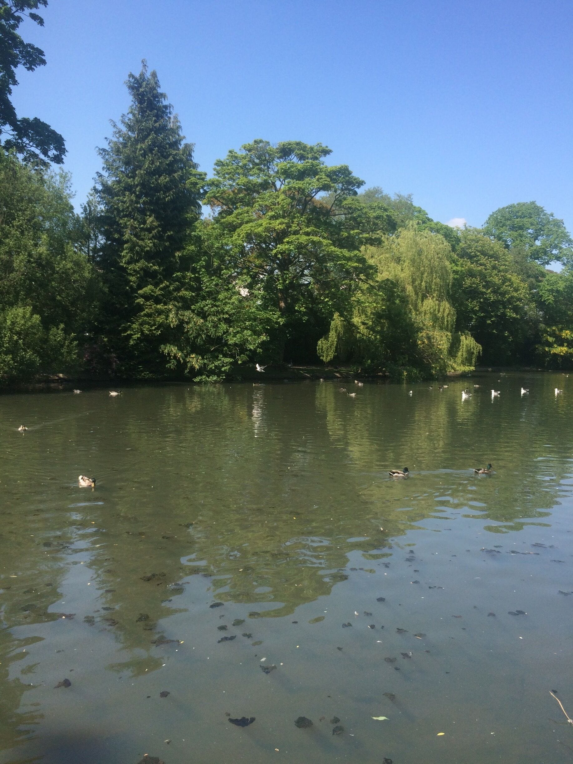 Fab place for duck feeding 