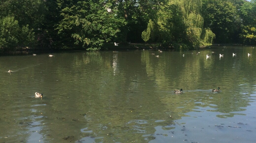 Fab place for duck feeding