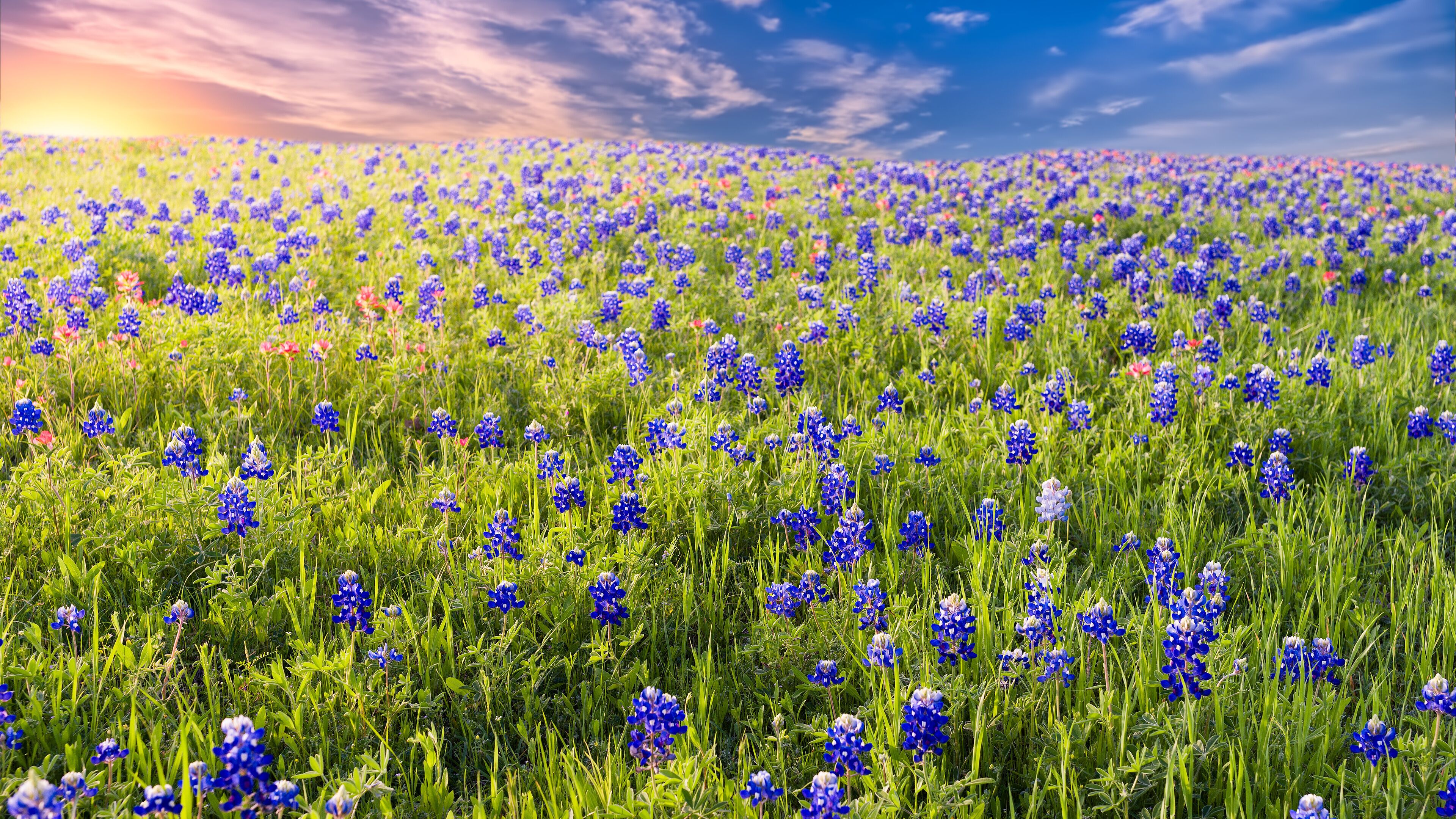 A field of blue flowers under a clear sky.